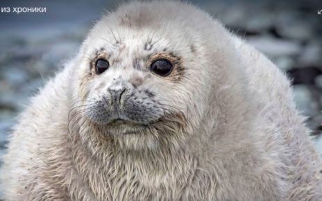 На Камчатке нашли самого толстого тюлененка, назвали Жруном